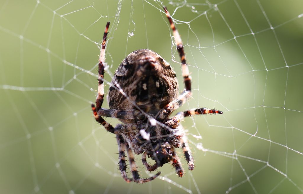 Araneus angulatus (o Araneus circe?) - Spina (FE)